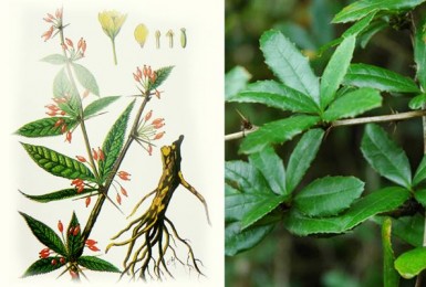 Đừng bỏ lỡ 7 Cây thuốc chữa tiểu đường danh tiếng