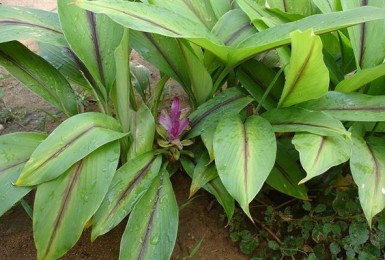 Giới thiệu về cây nghệ đen