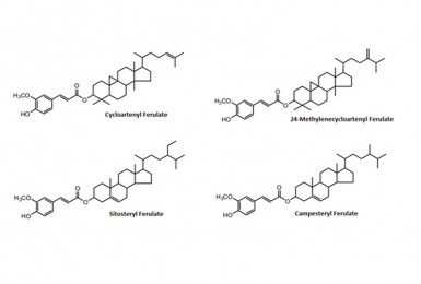 Cùng tìm hiểu về Gamma oryzanol: Nguồn gốc, tính chất, tác dụng Cùng tìm hiểu về Gamma oryzanol: Nguồn gốc, tính chất, tác dụng