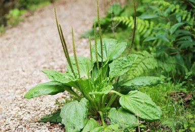 Ngỡ ngàng với những tác dụng tuyệt vời của cây Mã đề Ngỡ ngàng với những tác dụng tuyệt vời của cây Mã đề