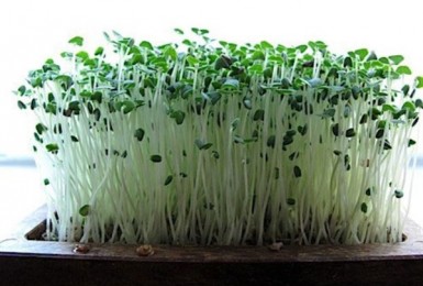 Mầm họ cải – nguồn thực vật quý giá của thiên nhiên